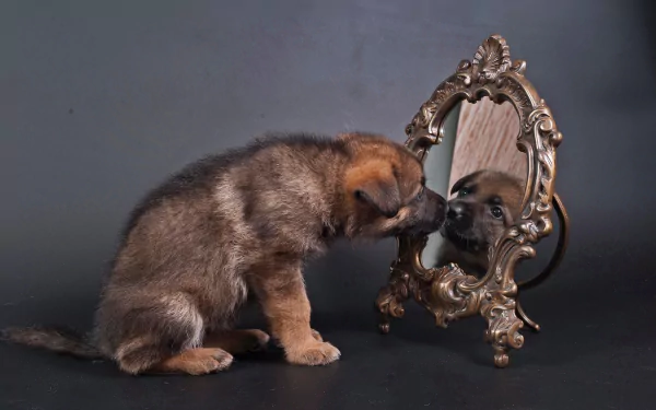 HD desktop wallpaper featuring a German Shepherd puppy looking at its reflection in an ornate mirror against a dark background.
