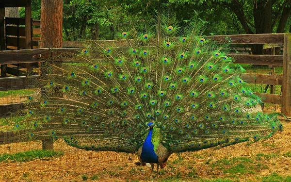 tail Animal peacock HD Desktop Wallpaper | Background Image