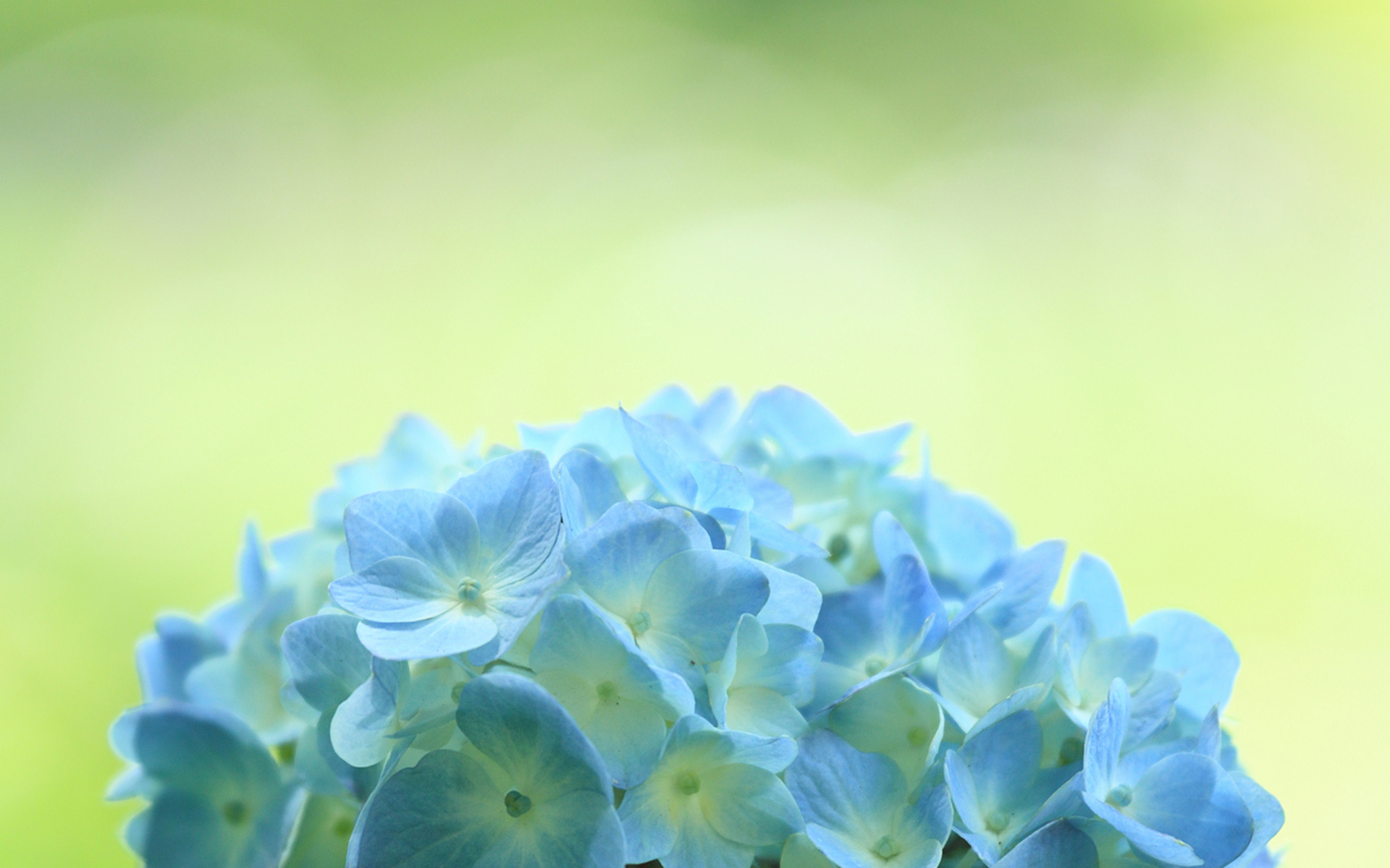 Download Nature Hydrangea HD Wallpaper