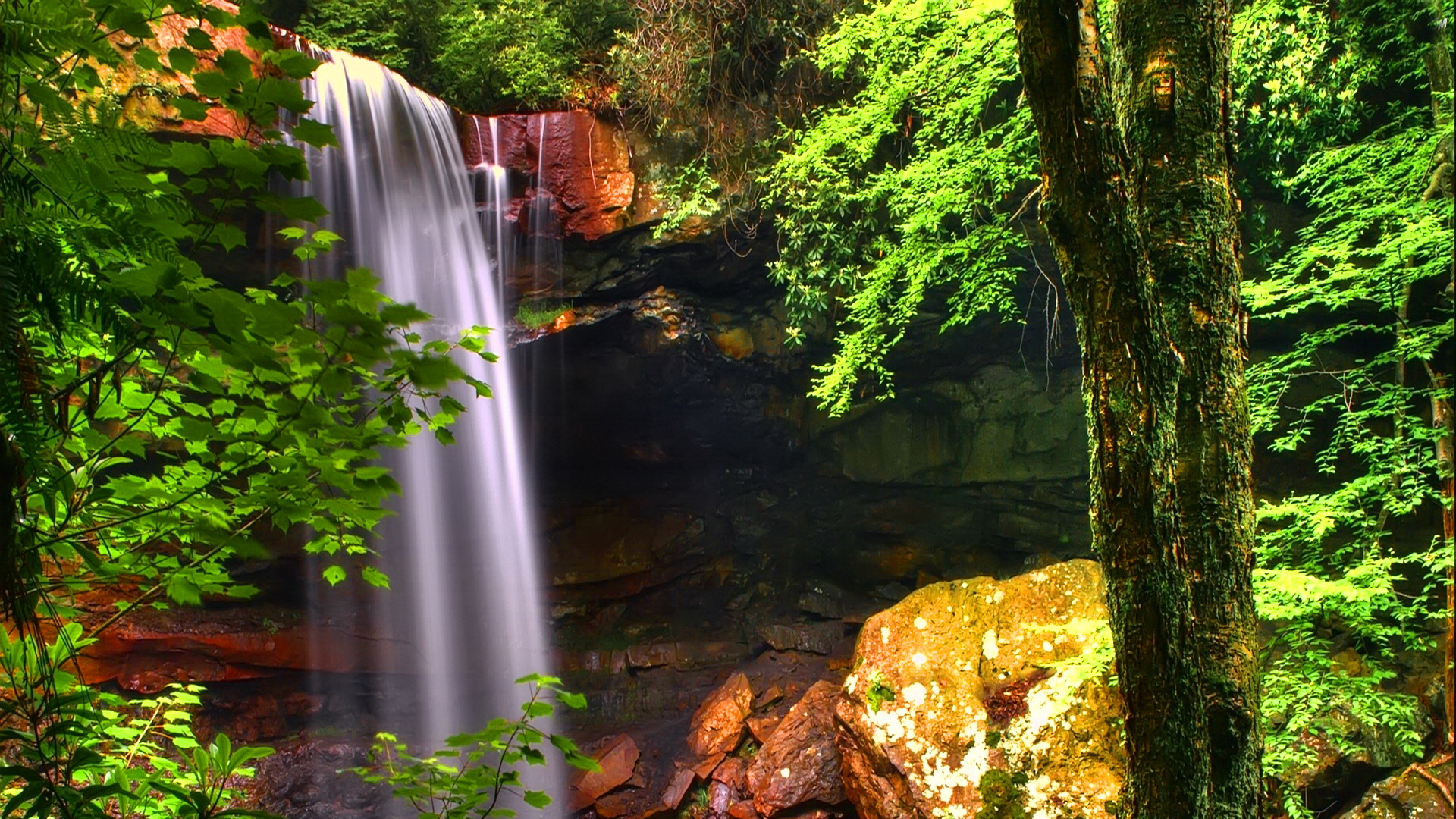 Download Nature Tree Green Waterfall HD Wallpaper