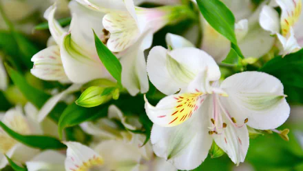 nature lily HD Desktop Wallpaper | Background Image