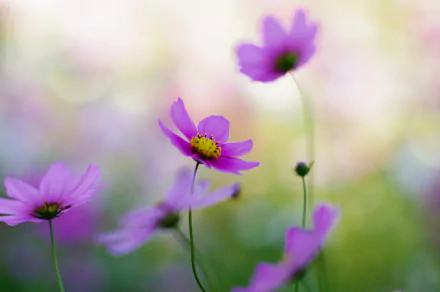 Close-up of delicate pink Cosmos flowers in soft focus, captured in vibrant detail as an HD nature desktop wallpaper and background.