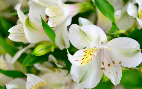 nature lily HD Desktop Wallpaper | Background Image
