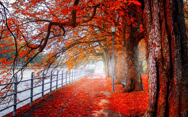 fence orange (Color) tree leaf fall photography park HD Desktop Wallpaper | Background Image