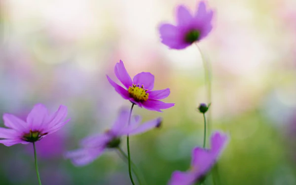 Close-up of delicate pink Cosmos flowers in soft focus, captured in vibrant detail as an HD nature desktop wallpaper and background.