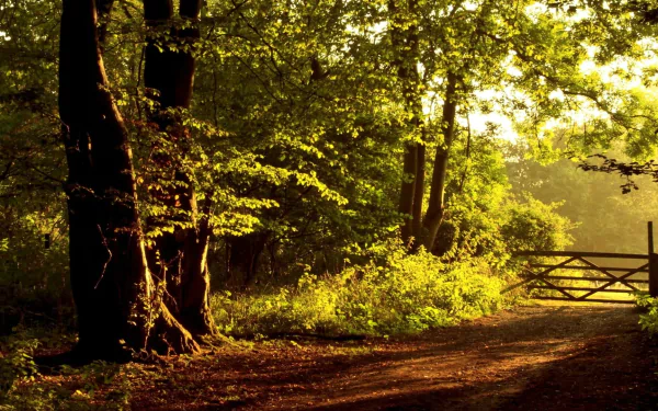 HD PC desktop wallpaper of a sunlit farm path through trees leading to a man-made wooden gate (portress).