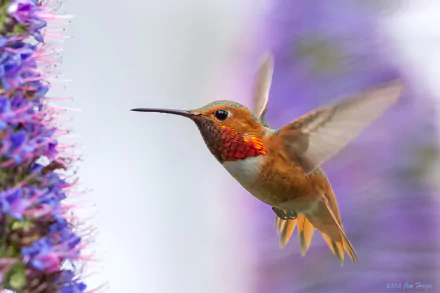 flight wings Animal hummingbird HD Desktop Wallpaper | Background Image