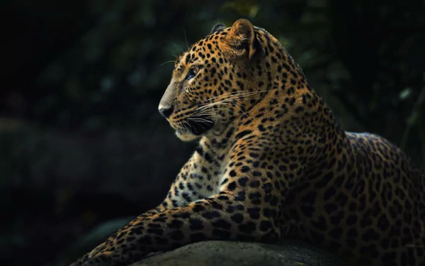 HD desktop wallpaper of a leopard resting with prominent whiskers against a dark, blurred background.