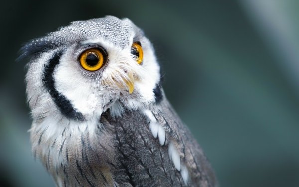 Animal Owl Birds Owls Eye HD Wallpaper | Background Image