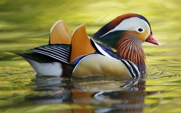 Animal Mandarin Duck Birds Ducks Water HD Wallpaper | Background Image