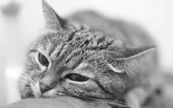 monochrome Animal cat HD Desktop Wallpaper | Background Image