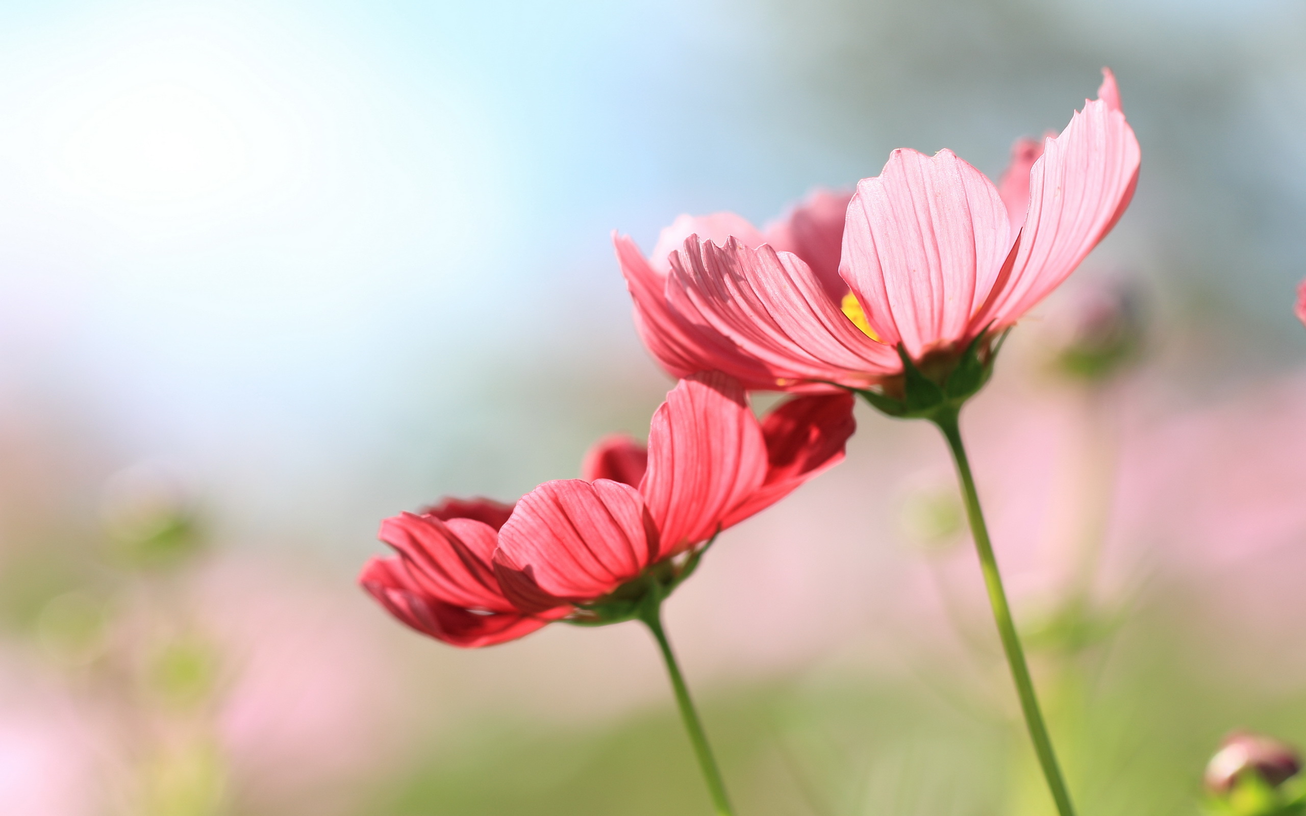 Çiçek HD Duvar kağıdı Arka plan 2560x1600 ID570439 Wallpaper Abyss