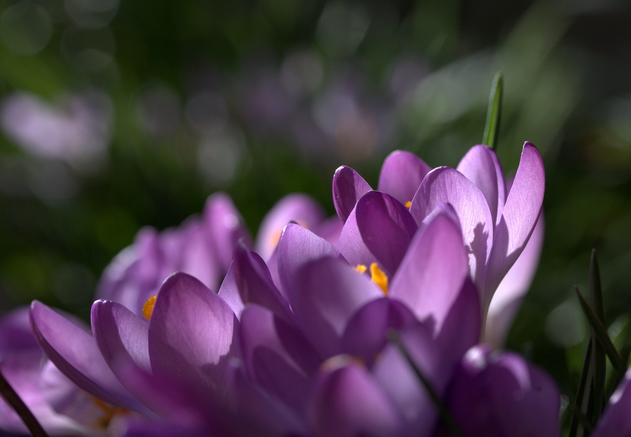 Download Flower Nature Crocus HD Wallpaper