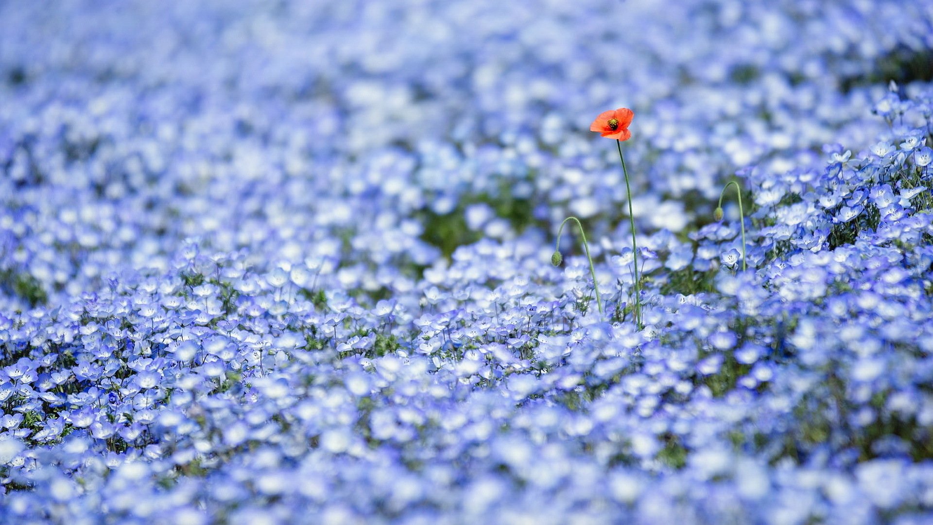 A vibrant field of blue flowers with a striking red poppy standing out. This captivating nature scene serves as a stunning HD desktop wallpaper.