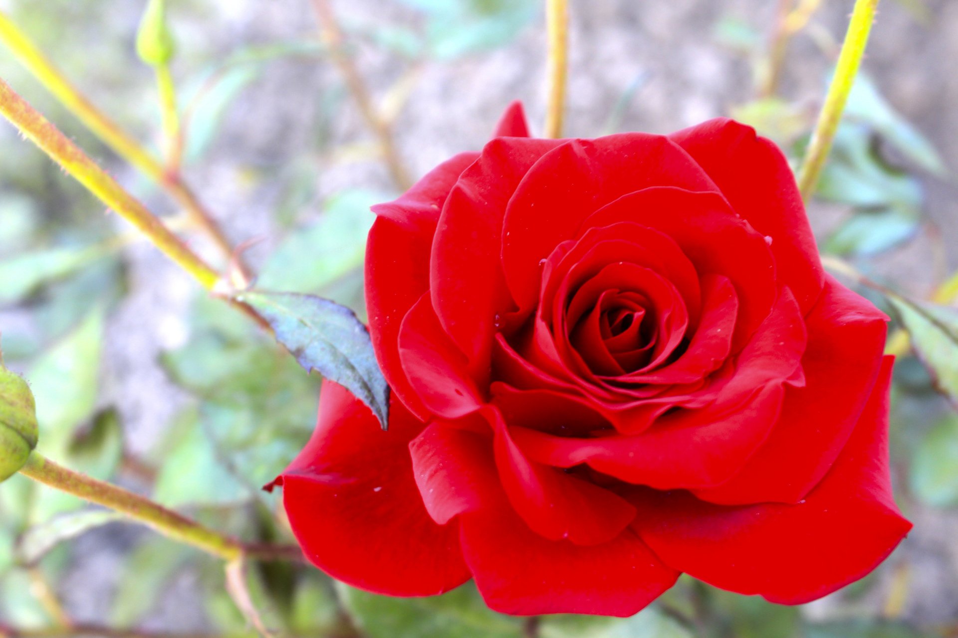 Download Nature Rose 4k Ultra HD Wallpaper | 5184x3456 | Wallpaper Abyss