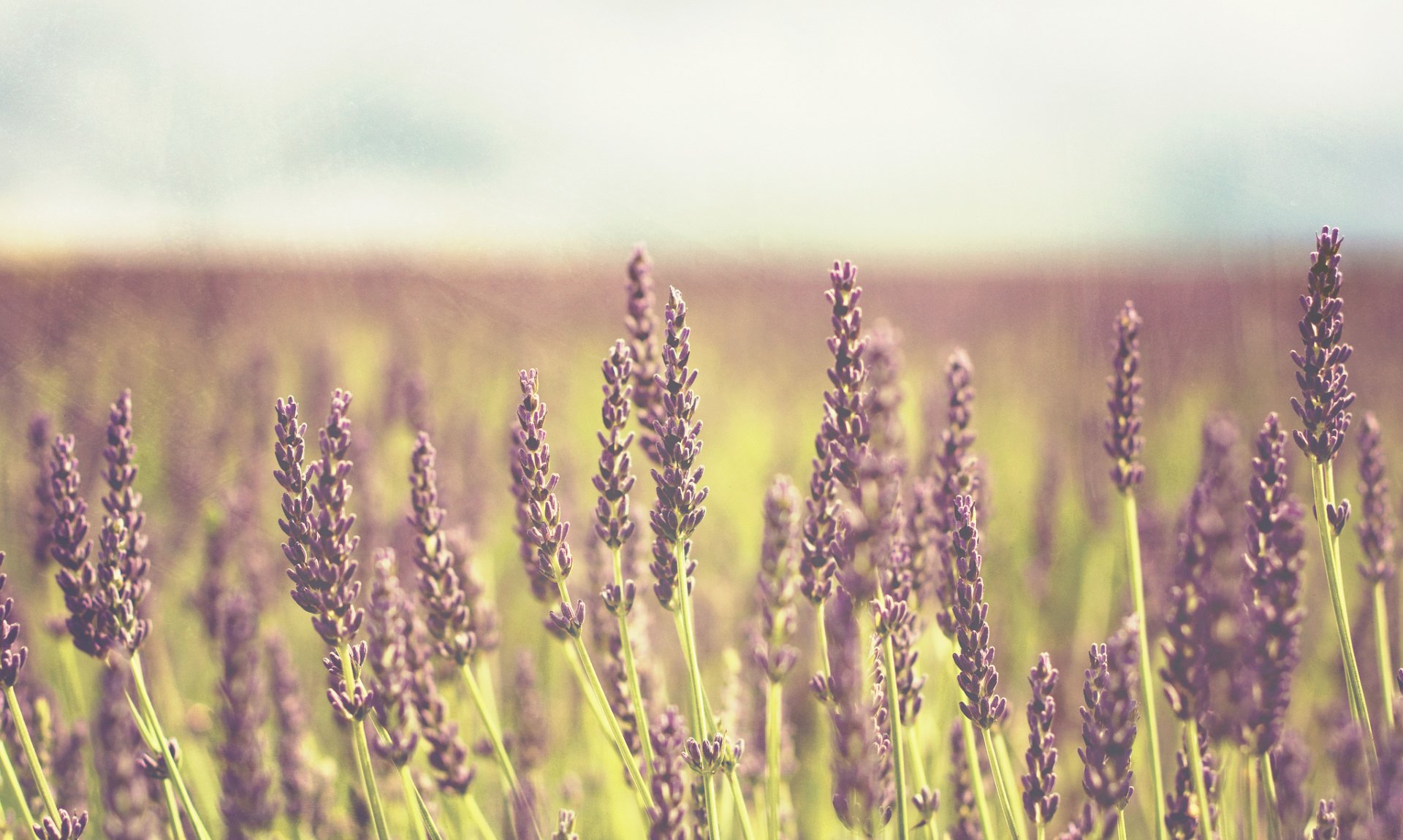 Download Nature Lavender HD Wallpaper