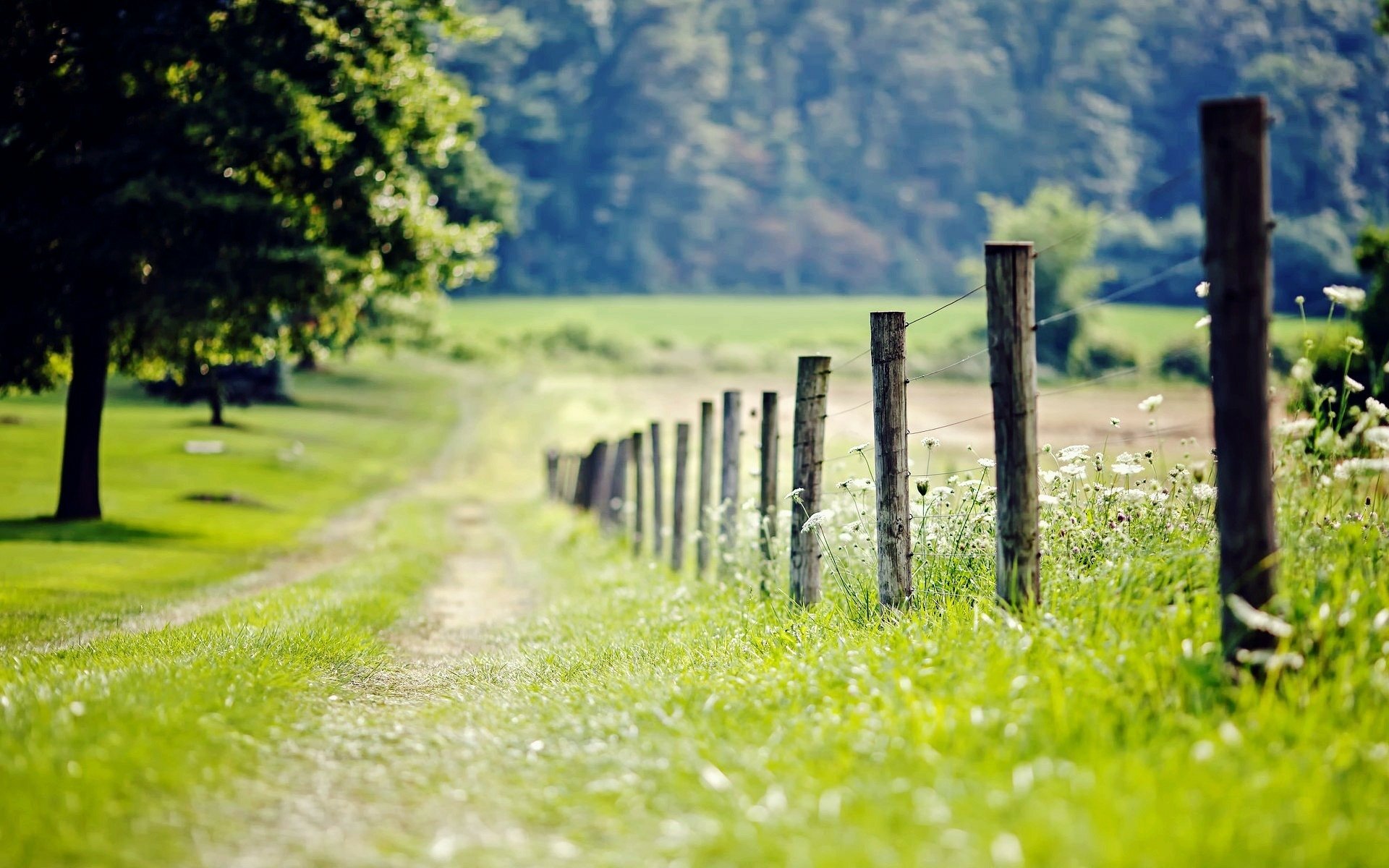 Fence HD Wallpaper | Background Image | 1920x1200