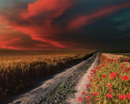 HD PC desktop background: nature sunset over a dirt road dividing golden wheat and a red poppy field beneath dramatic crimson clouds.