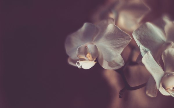 Nature Orchid Flowers HD Wallpaper | Background Image
