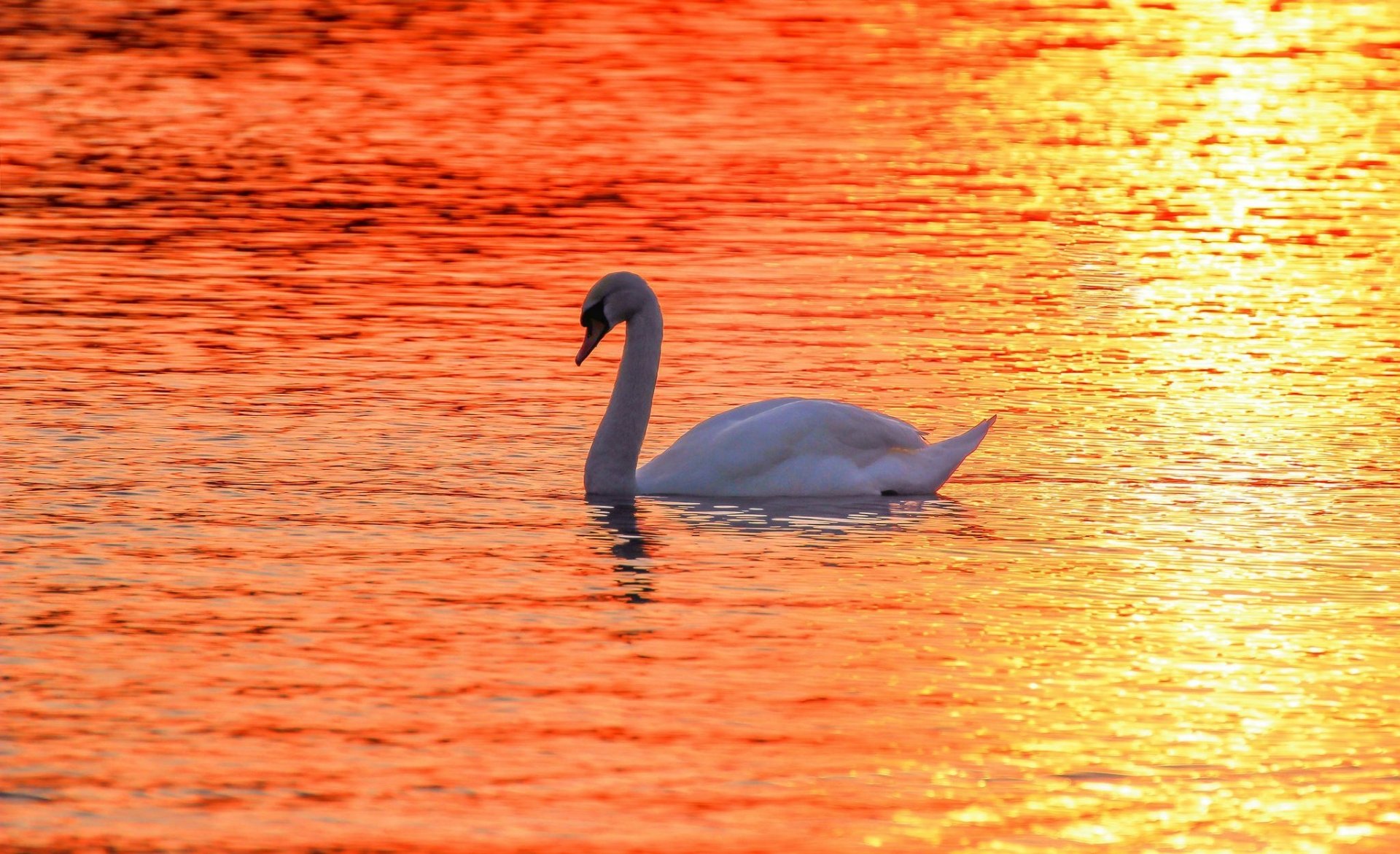 Animal Mute swan HD Wallpaper