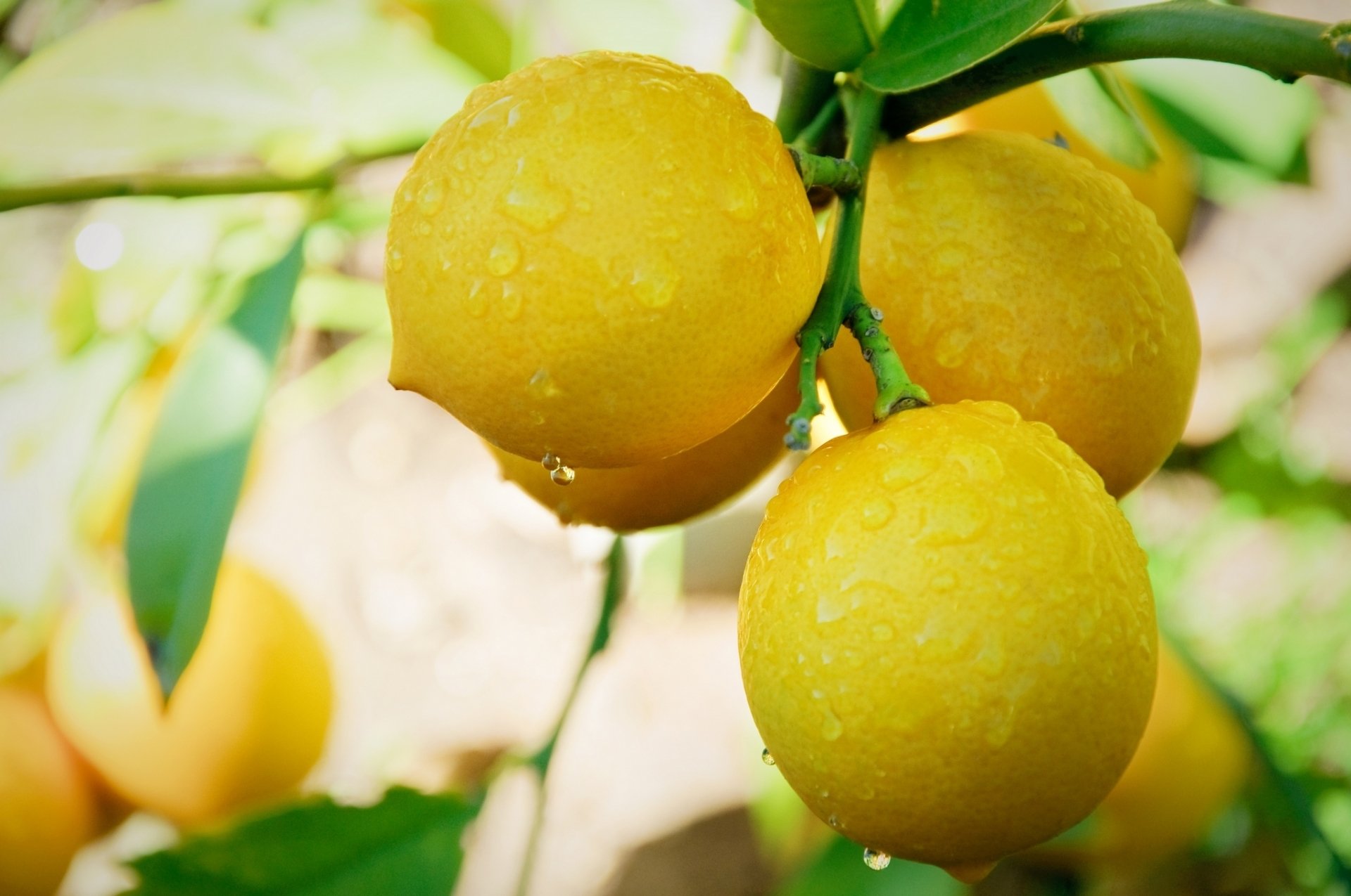 Limon HD Duvar kağıdı Arka plan 2048x1360 Limon HD Duvar kağıdı Arka plan 2048x1360