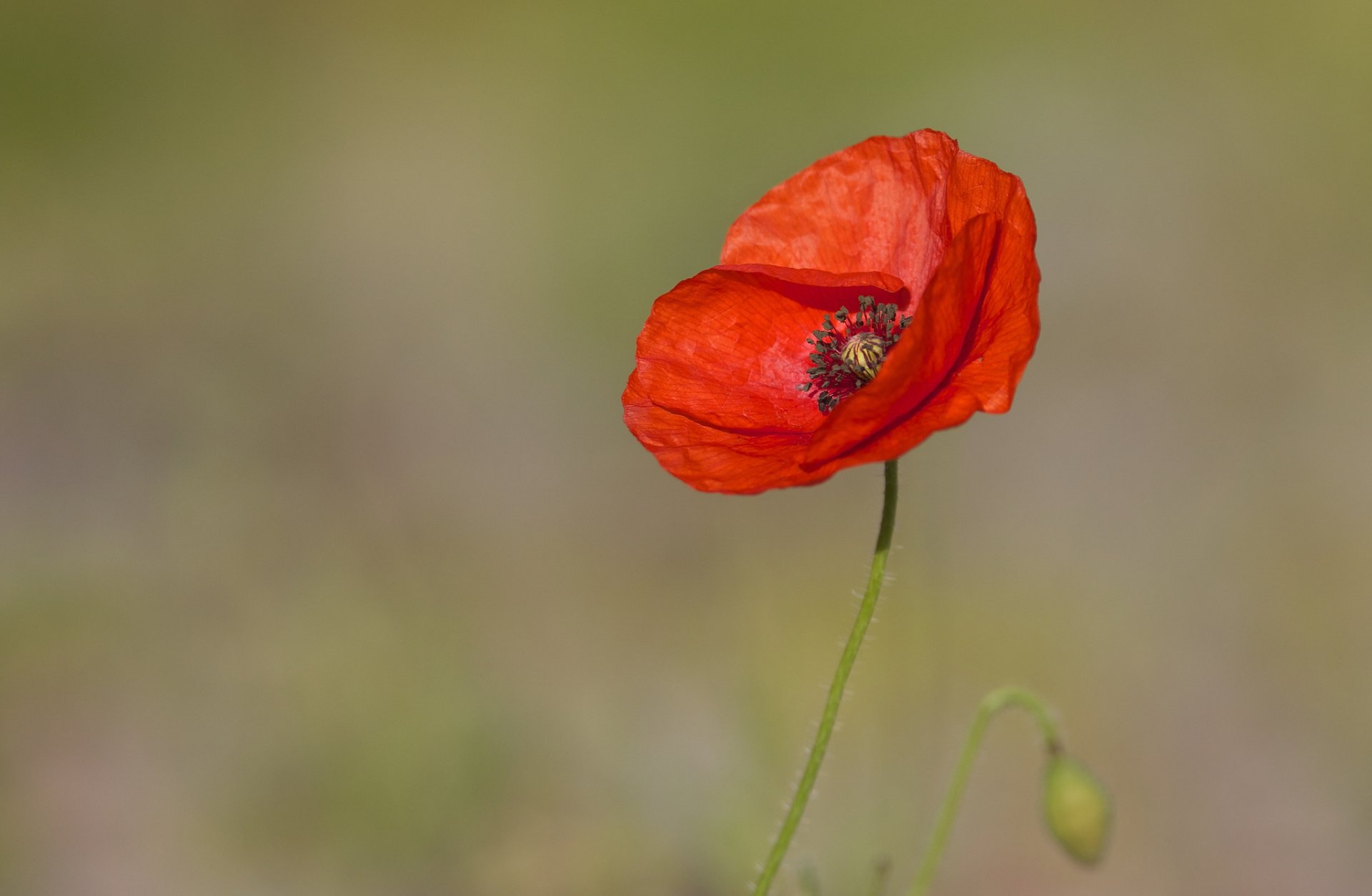 Download Nature Poppy HD Wallpaper