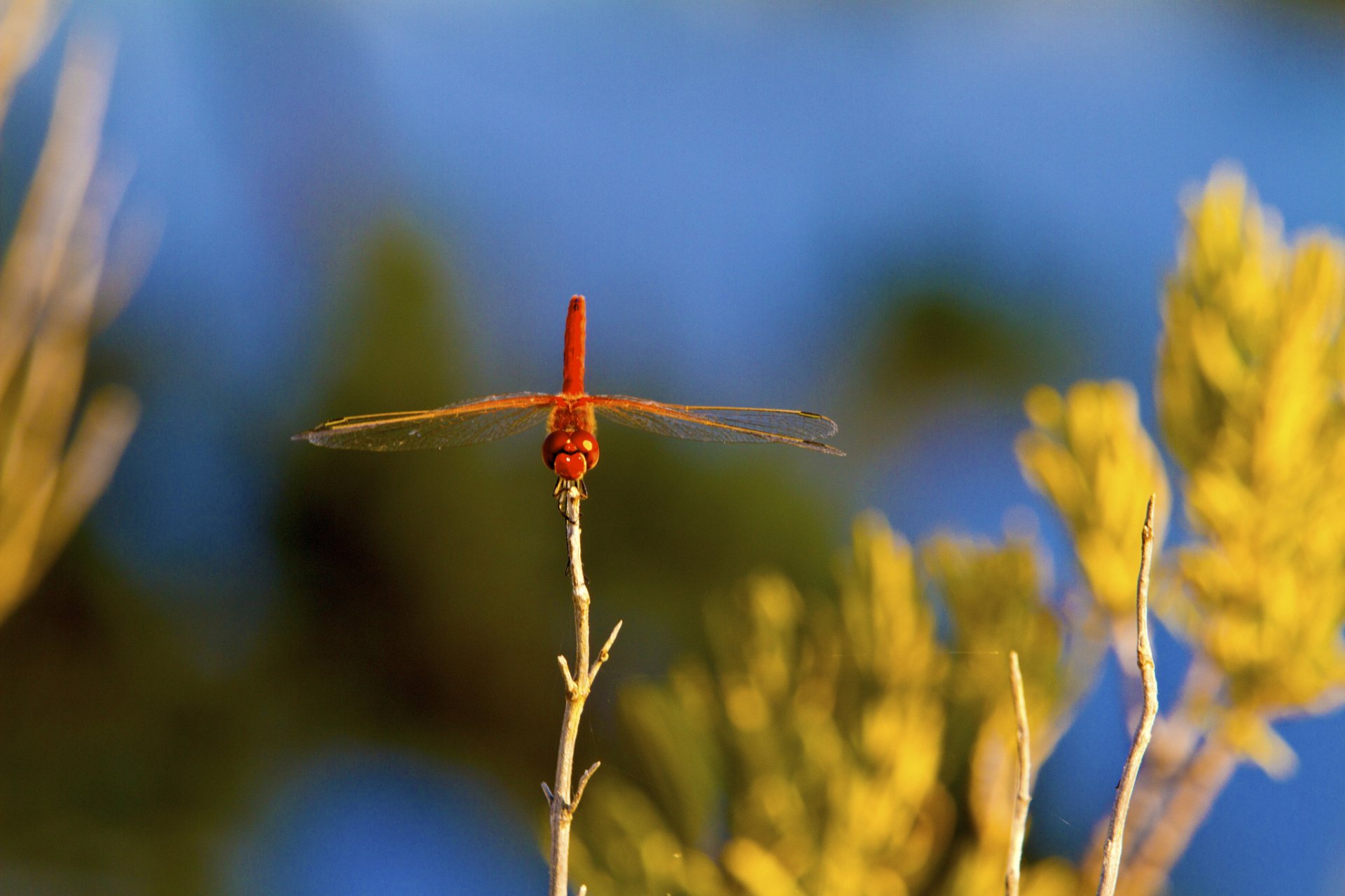 Animal Dragonfly HD Wallpaper