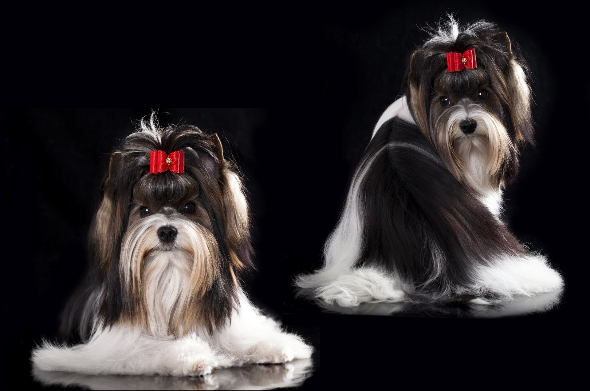 HD desktop wallpaper featuring two Yorkshire Terriers with red bows, set against a black background, highlighting their distinct fur and expressive faces.