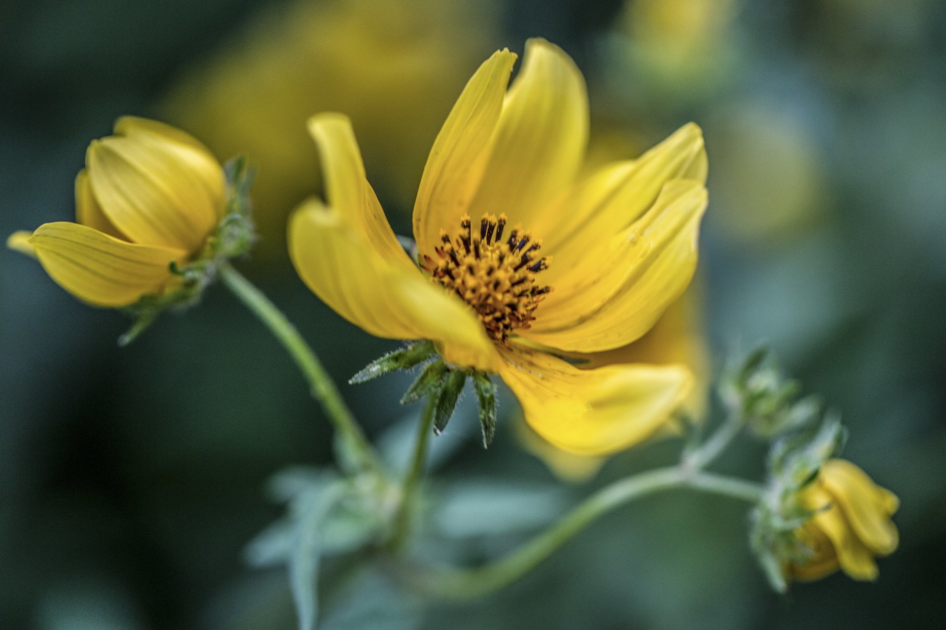 Close-up of yellow Cosmos (plant) blooms against a soft green bokeh, macro nature shot — 2K Quad HD PC desktop wallpaper/background.