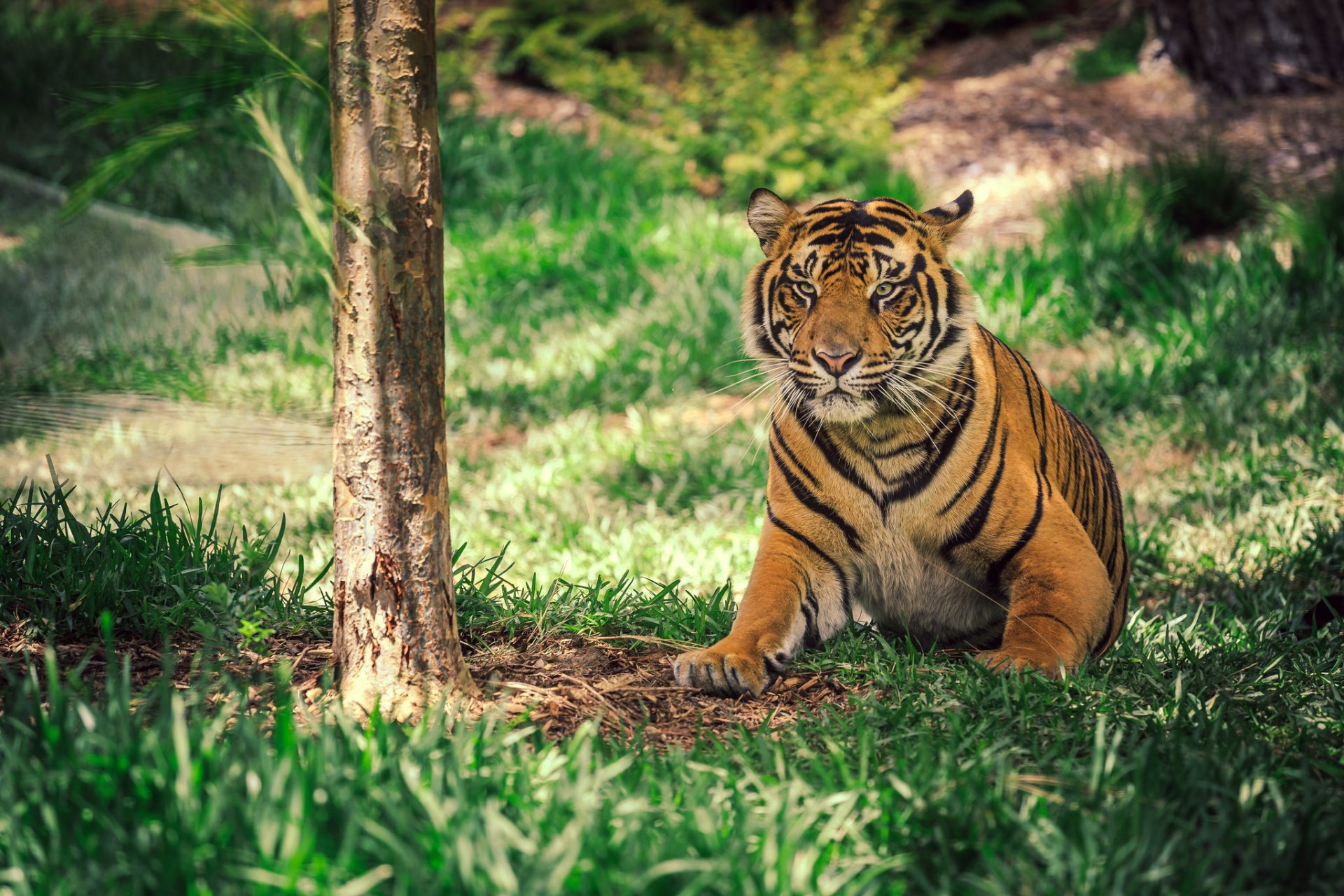 Download Animal Tiger HD Wallpaper