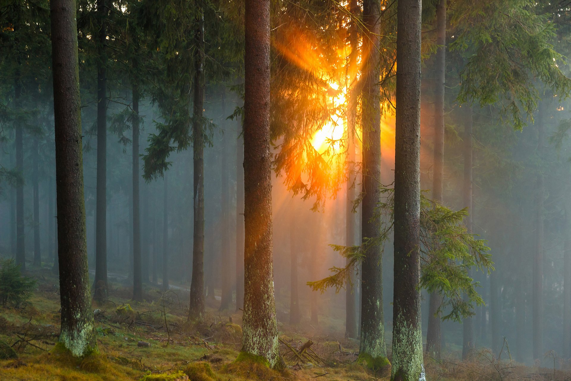 HD PC desktop wallpaper and background: sunbeam piercing a misty pine forest, golden light streaming through trunks onto a moss-covered floor.