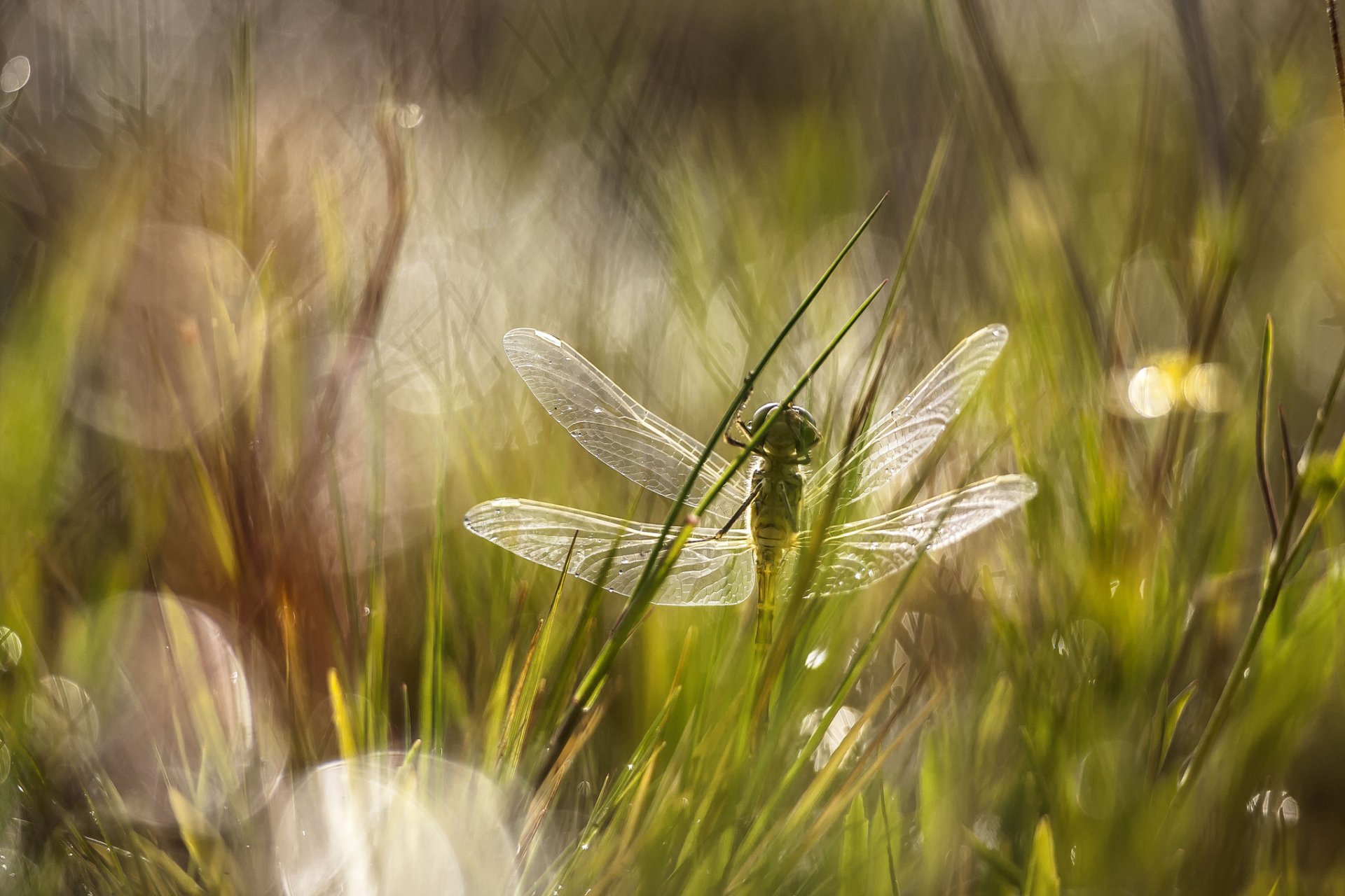 Dragonfly Full HD Wallpaper and Background Image | 2048x1365 | ID:571965