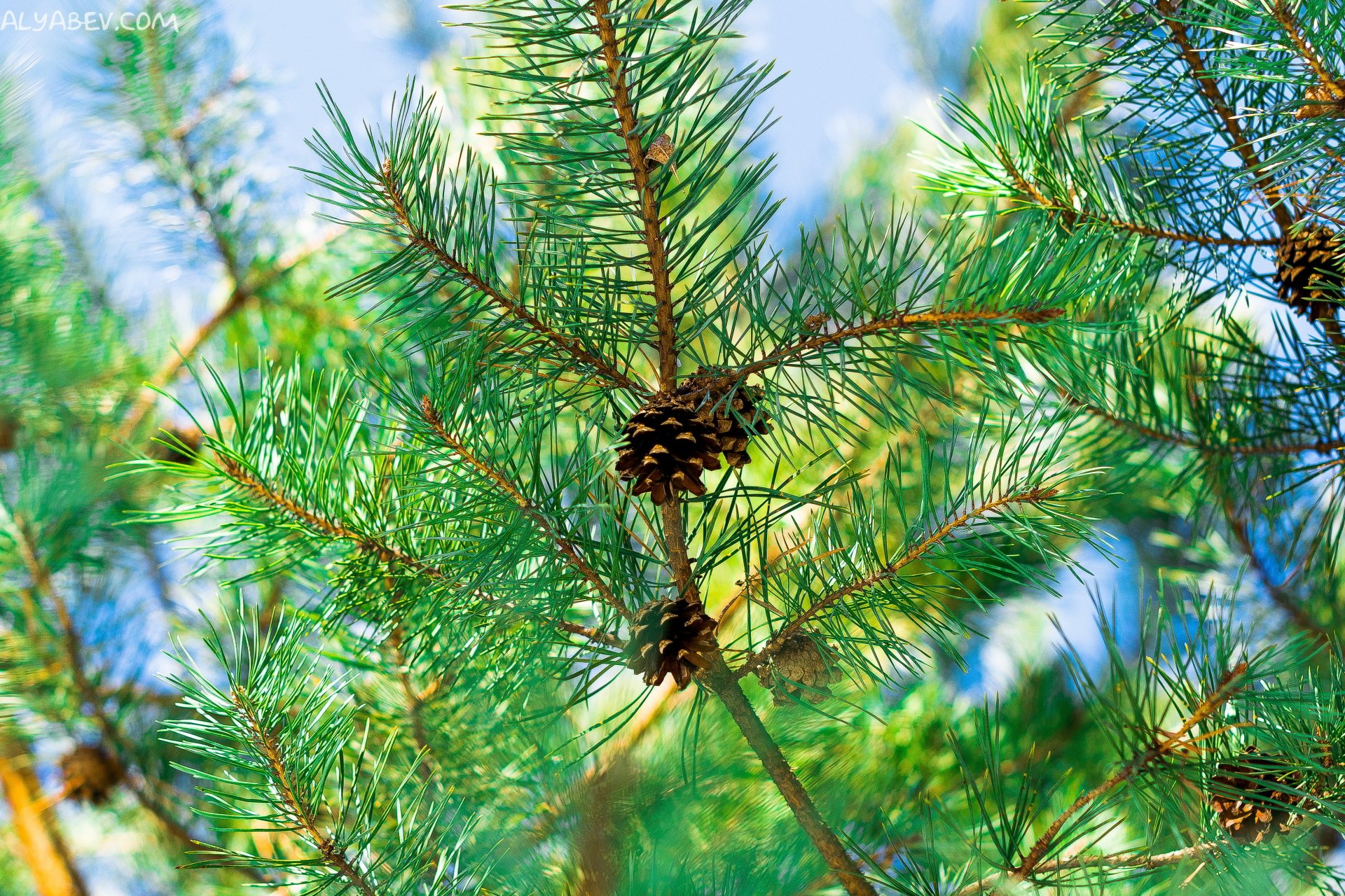 Cone forest by vinilgod