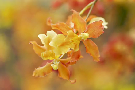 HD PC desktop wallpaper and background: close-up of orange-yellow orchid blossoms against a soft-focus nature backdrop.