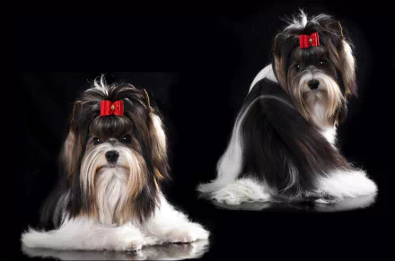 HD desktop wallpaper featuring two Yorkshire Terriers with red bows, set against a black background, highlighting their distinct fur and expressive faces.