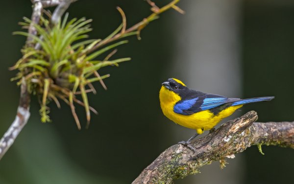 Animal Bird Birds HD Wallpaper | Background Image