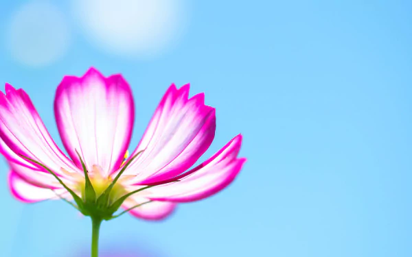 nature Cosmos (Plant) HD Desktop Wallpaper | Background Image