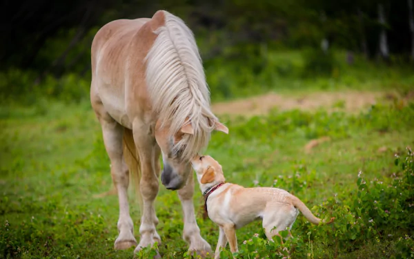 horse dog Animal pets HD Desktop Wallpaper | Background Image