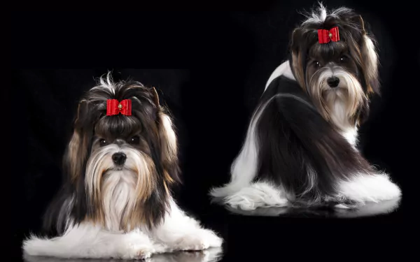 HD desktop wallpaper featuring two Yorkshire Terriers with red bows, set against a black background, highlighting their distinct fur and expressive faces.