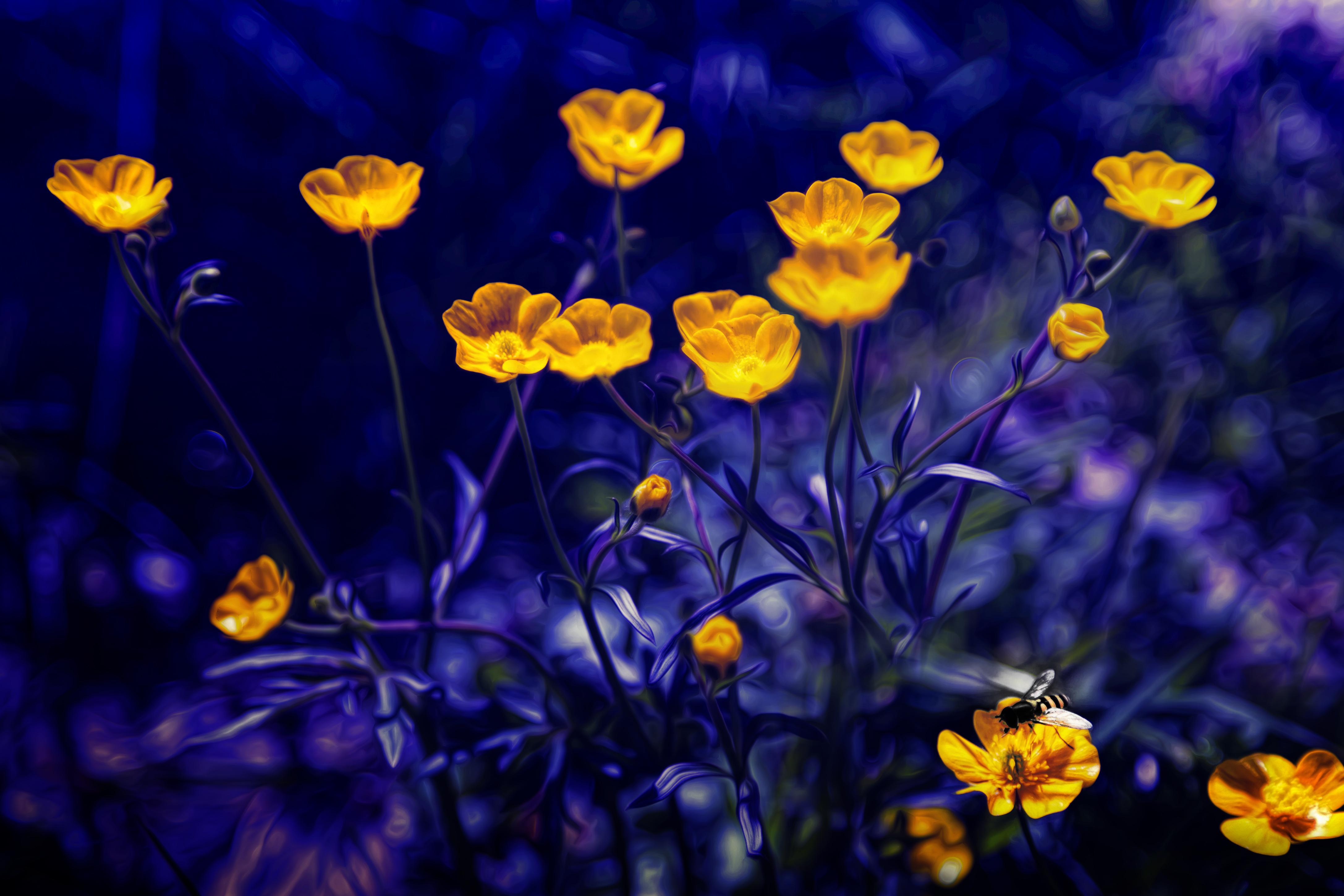 Glowing Buttercups by Chris Frank