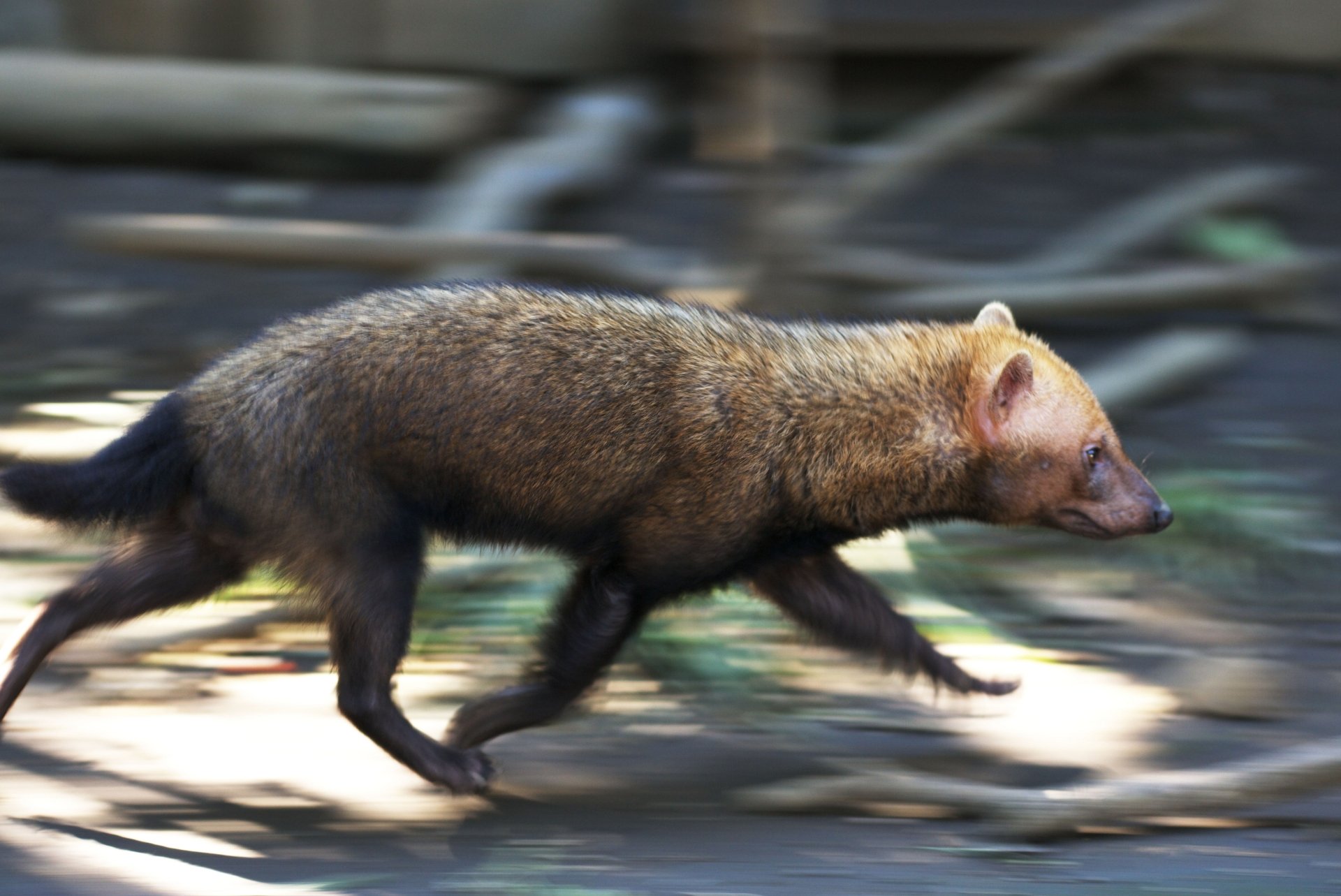4K Ultra HD PC desktop wallpaper background of an animal — a brown, canine-like mammal running across a blurred woodland floor.
