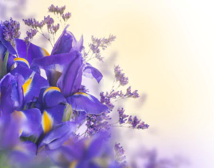 A close-up of vibrant purple iris flowers with delicate lavender accents, captured in stunning 4K Ultra HD for a nature-inspired PC desktop wallpaper.