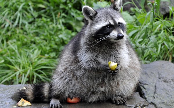 Animal Raccoon HD Wallpaper | Background Image