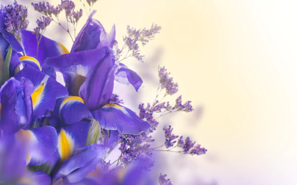 nature iris HD Desktop Wallpaper | Background Image