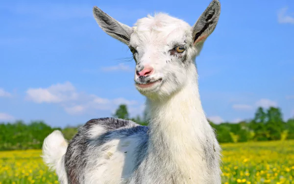 HD PC desktop wallpaper background: white-and-gray goat standing in a sunlit yellow wildflower field under a blue sky.