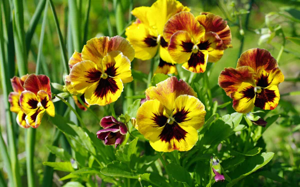 HD PC desktop wallpaper of vibrant yellow and maroon pansies in a sunlit garden, close-up nature background with lush green foliage.