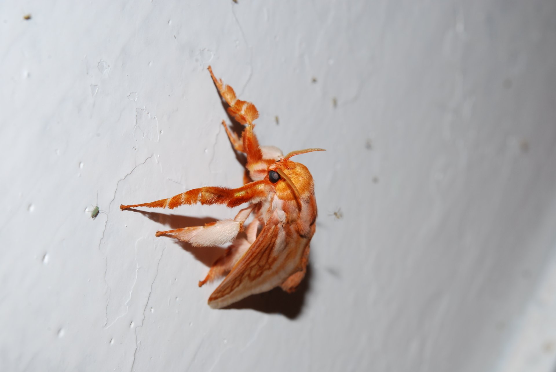 Download Animal Moth 4k Ultra HD Wallpaper