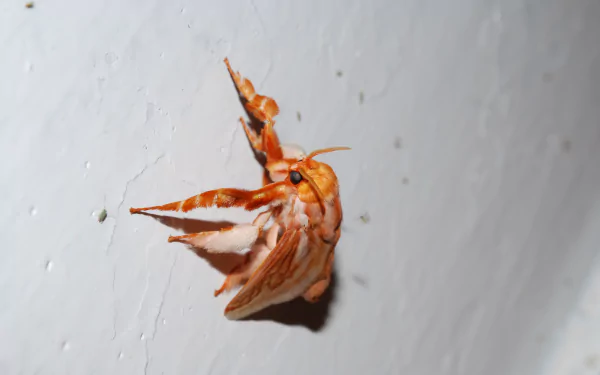 Animal moth HD Desktop Wallpaper | Background Image