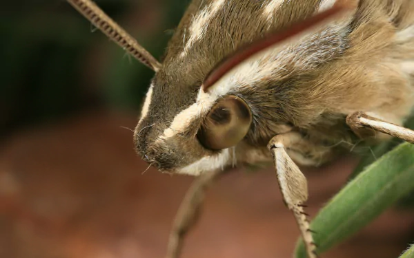 Animal moth HD Desktop Wallpaper | Background Image