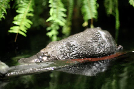 Animal platypus HD Desktop Wallpaper | Background Image